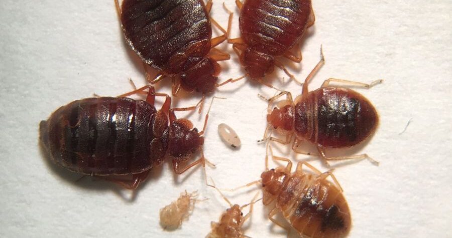 Where Do Bed Bugs Come From 9 Possible Places BedroomIdeasLog Com   Picture Of Bed Bugs And Bed Bug Eggs 900x475 