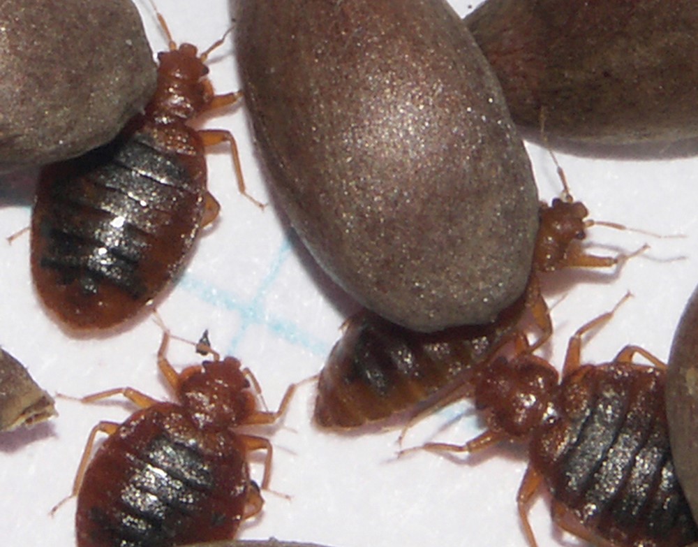 why-do-bed-bugs-smell-7-reasons-bedroomideaslog