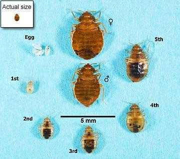 Just Born Baby Bed Bugs (Clear Pictures) - BedroomIdeasLog