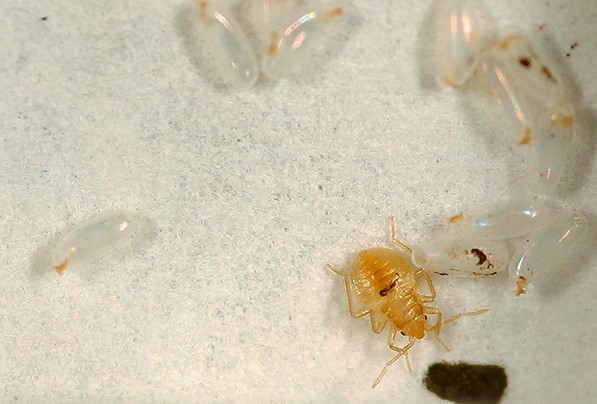 How to Identify Baby Bed Bugs