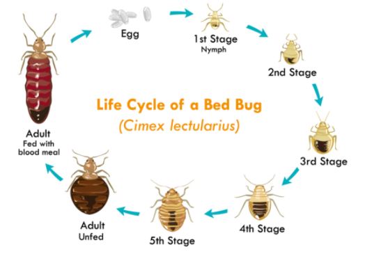 what happens when you squish a bed bug