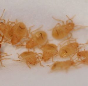 How Long Can Bed Bugs Live Without Food? - BedroomIdeasLog