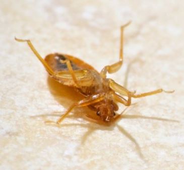 How Long Can Bed Bugs Live Without Food? - BedroomIdeasLog