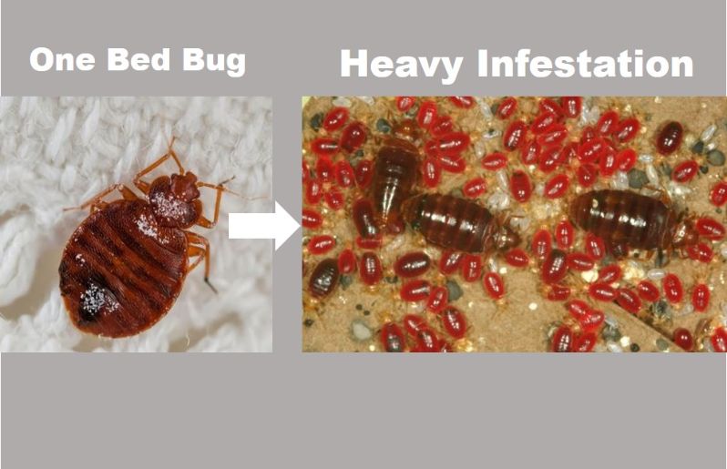 Can One Bed Bug Cause an Infestation? BedroomIdeasLog